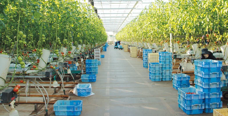 トマトの苗木が並ぶガラスハウス（温室）内 写真